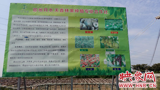 邓州市丹水天香林果种植专业合作社