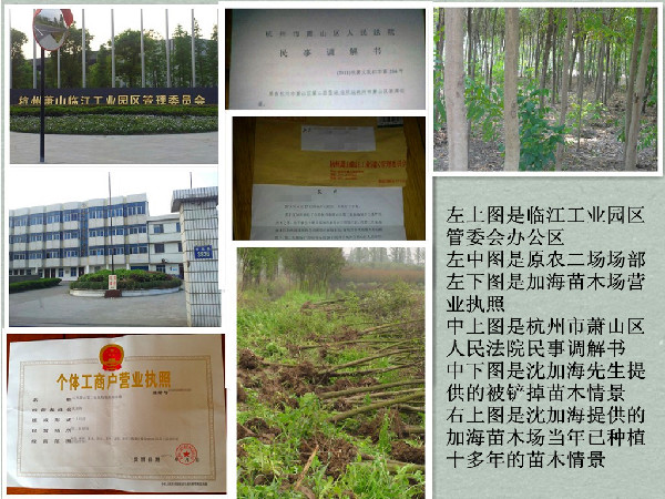 浙江萧山临江：急于开发用地强拔苗木后撂荒