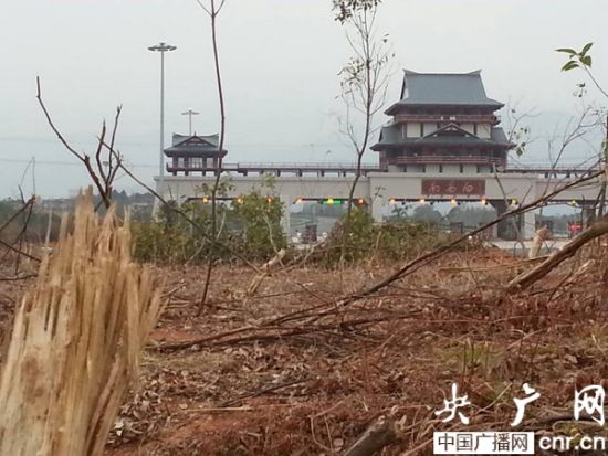 江西村民过千棵樟树因征地被砍资产评估一棵树50元