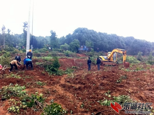 湖北咸宁一苗圃遭暴力毁树：产权不清惹纠纷