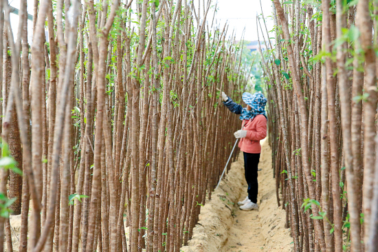 广东林业产值连年居全国第一苗木行业率先转型